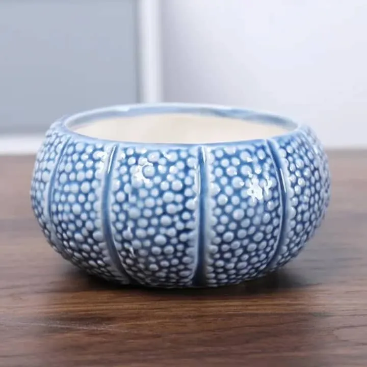 Pot Oursin Marin – Texture Réaliste